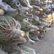Christmas Trees at Fairweathers Garden Centre