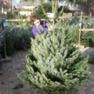 Christmas Trees at Fairweathers Garden Centre