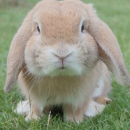 Things to consider before buying a bunny