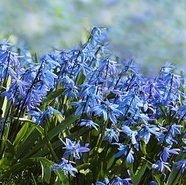 Bluebells in the New Forest