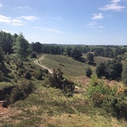Favourite New Forest walks