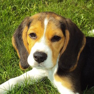 CRGV or Alabama Rot