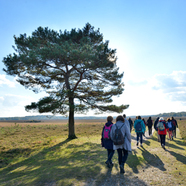 New Forest Walking Festival
