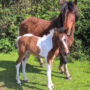 New Forest ponies