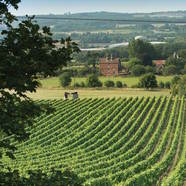 Celebrate English Wine week at Cambium in the New Forest