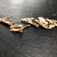 you don't want these in your carpets